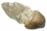 Rooted Crushing Mosasaur (Igdamanosaurus) Tooth - Morocco #353187-1